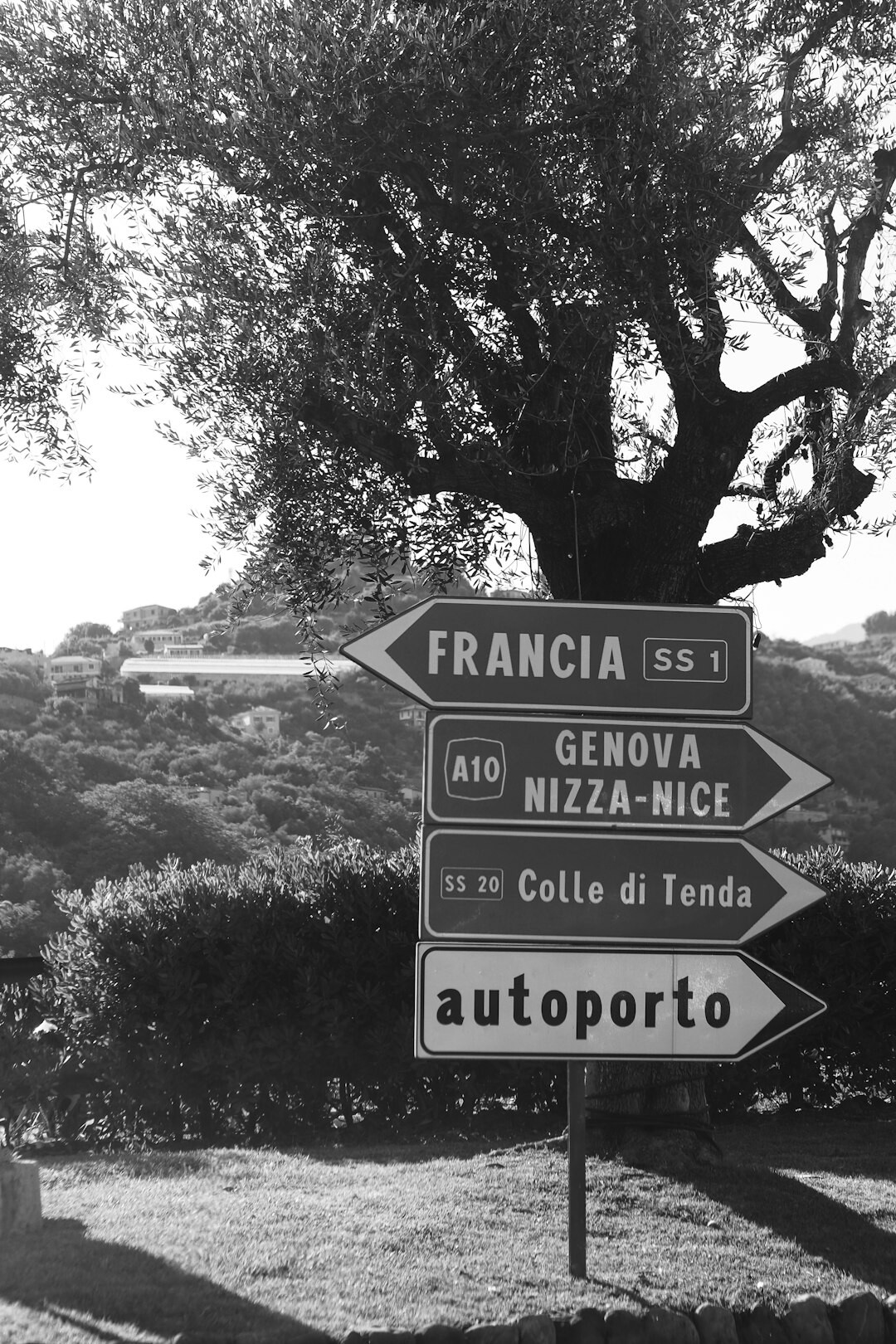 olive grove road