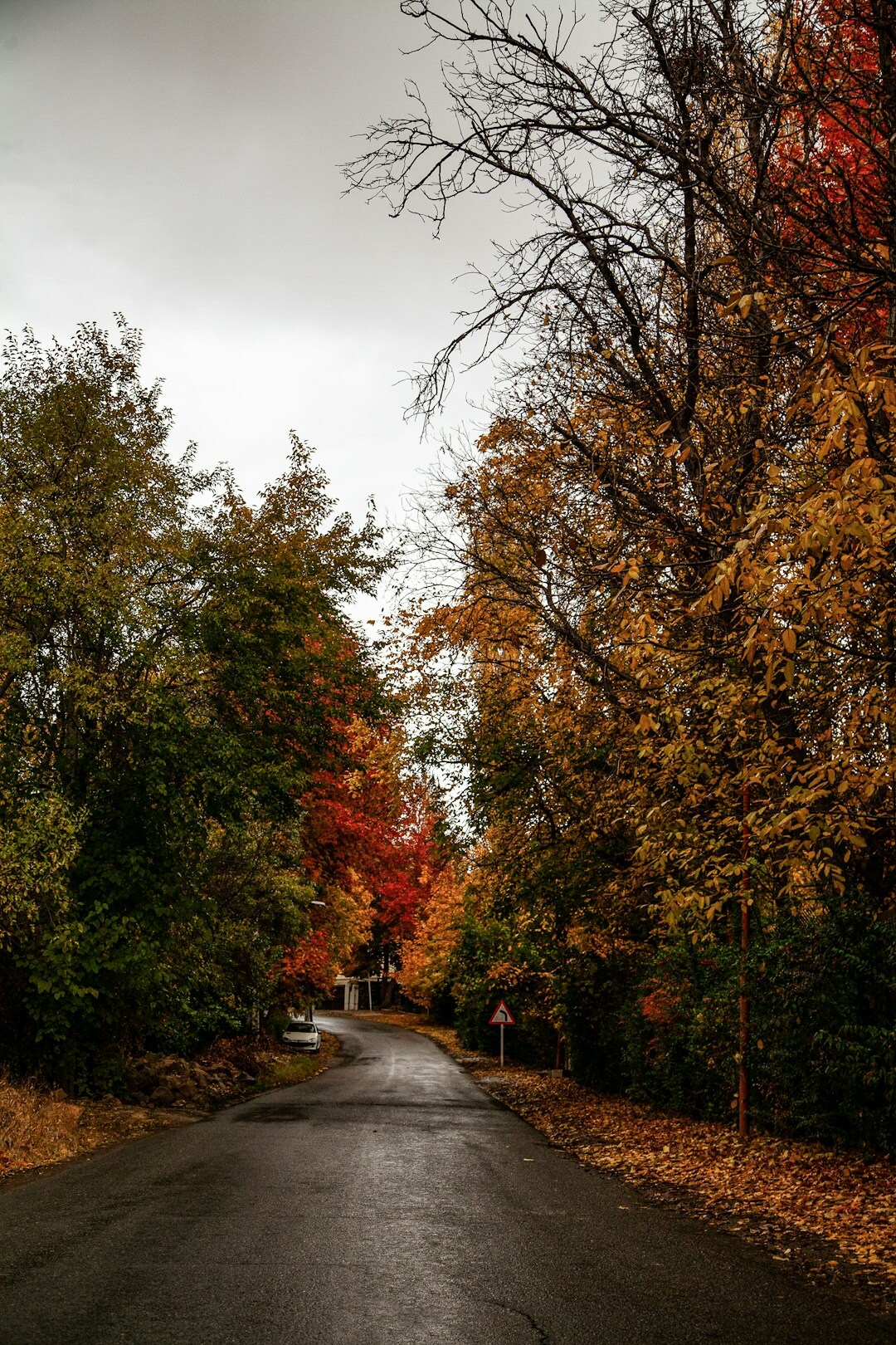forest road in autumn